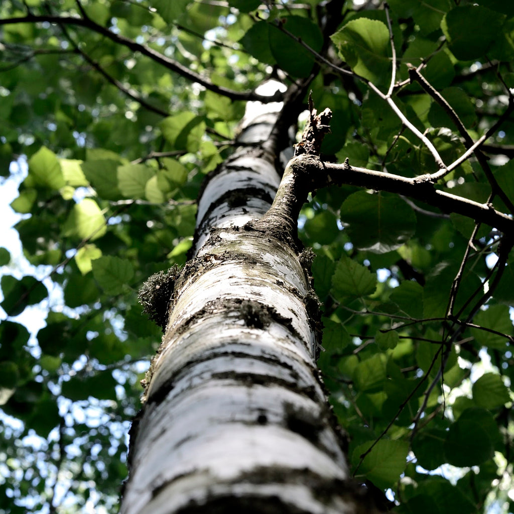 Birch Essential Oil – Medicine Flower