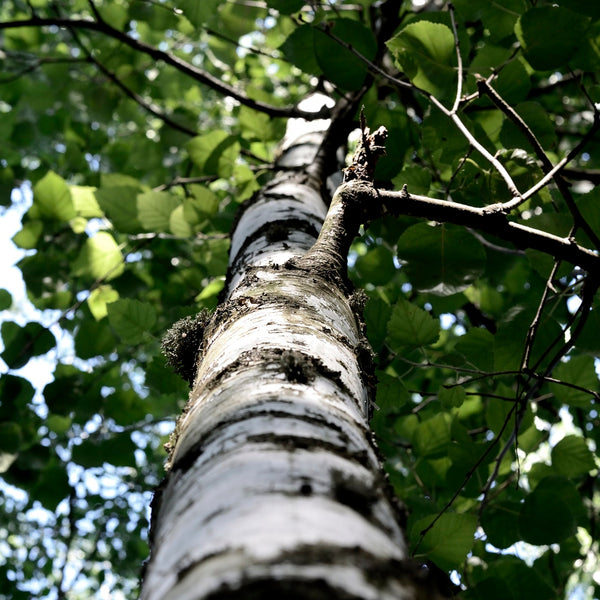 Birch Birch