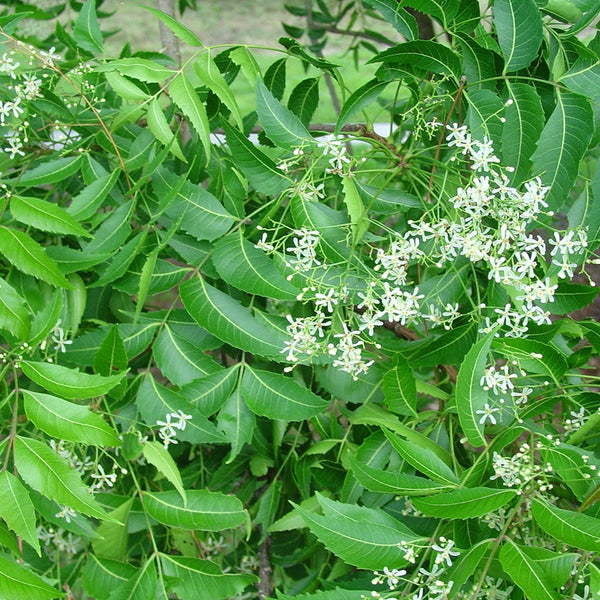 Neem Neem