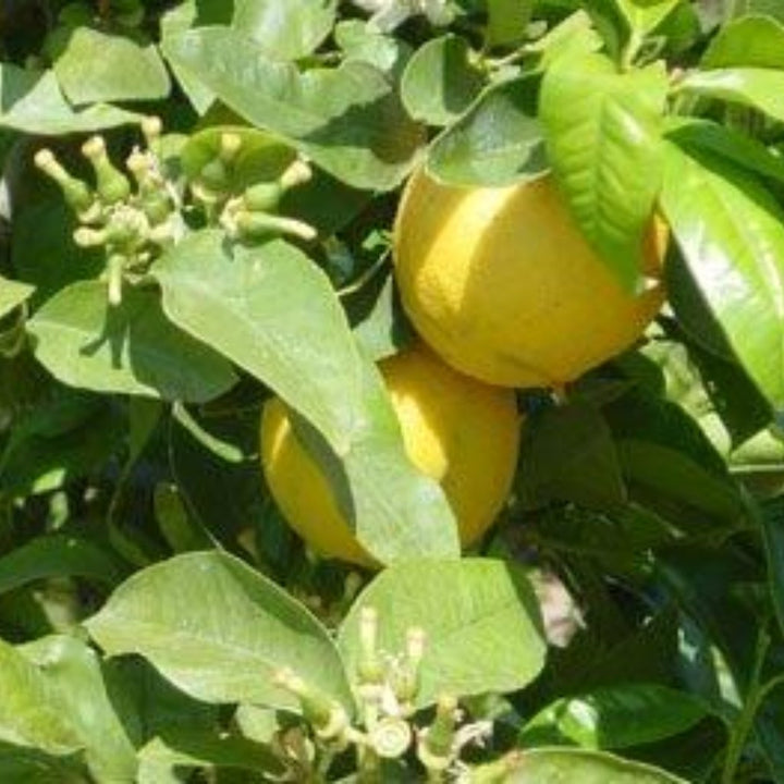 Bergamot - Certified Organic
