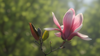 Pink Champaka in Jojoba