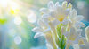 Tuberose in Jojoba