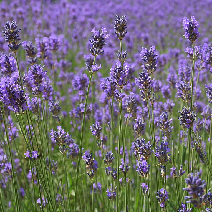 Lavender, Northwest - Organic