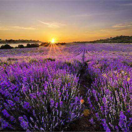 Lavender, Bulgarian