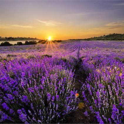 bulgarian lavender plants Lavender, Bulgarian – Medicine Flower