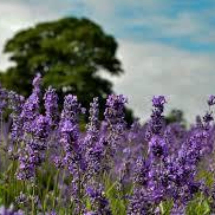 Lavender, English - Organic