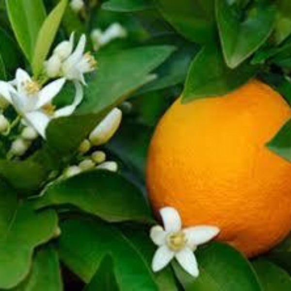 Petitgrain Orange