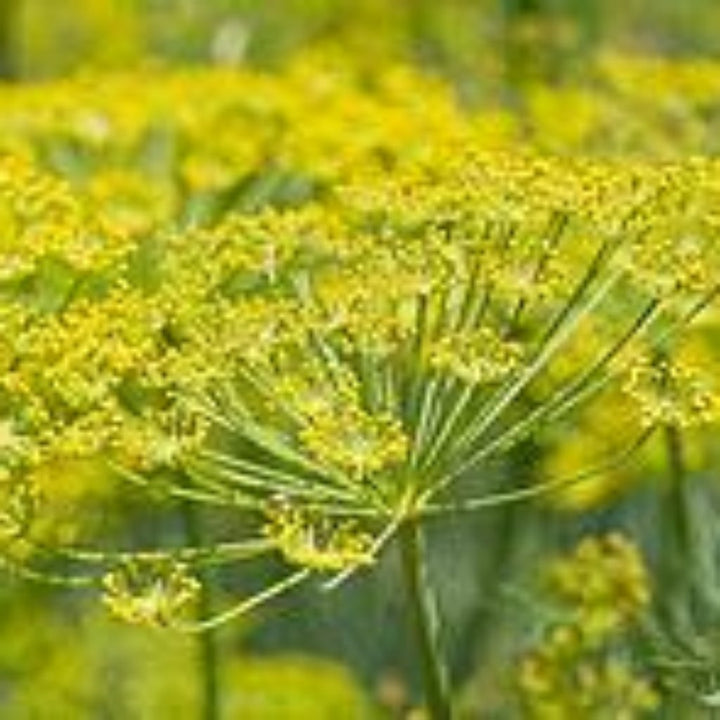 Fennel, Sweet