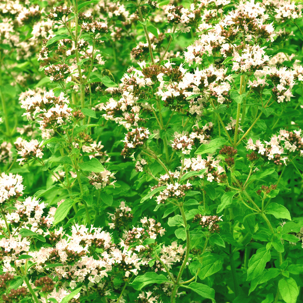 Marjoram Medicine Flower