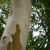 Eucalyptus citriodora (Lemon)