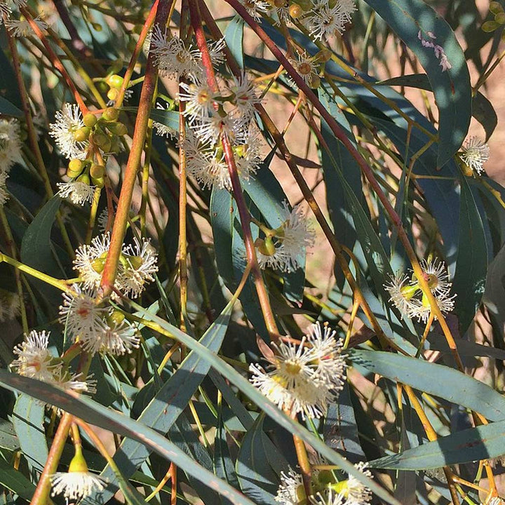 Eucalyptus radiata