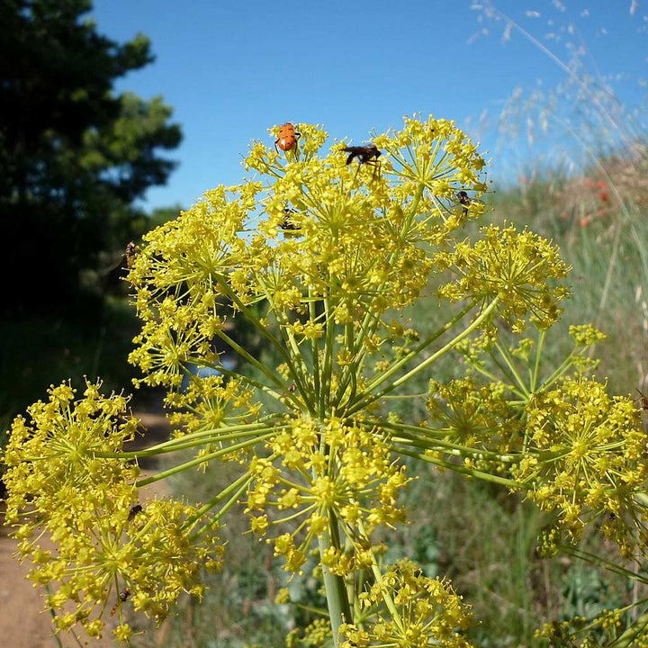 Galbanum