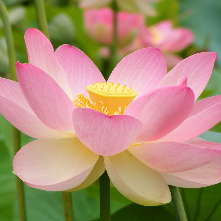 Lotus - Pink Absolute