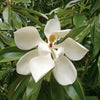 Magnolia Absolute