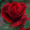 Rose - Bulgarian (Red) Absolute