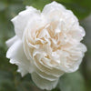 Rose - Bulgarian (White) Otto